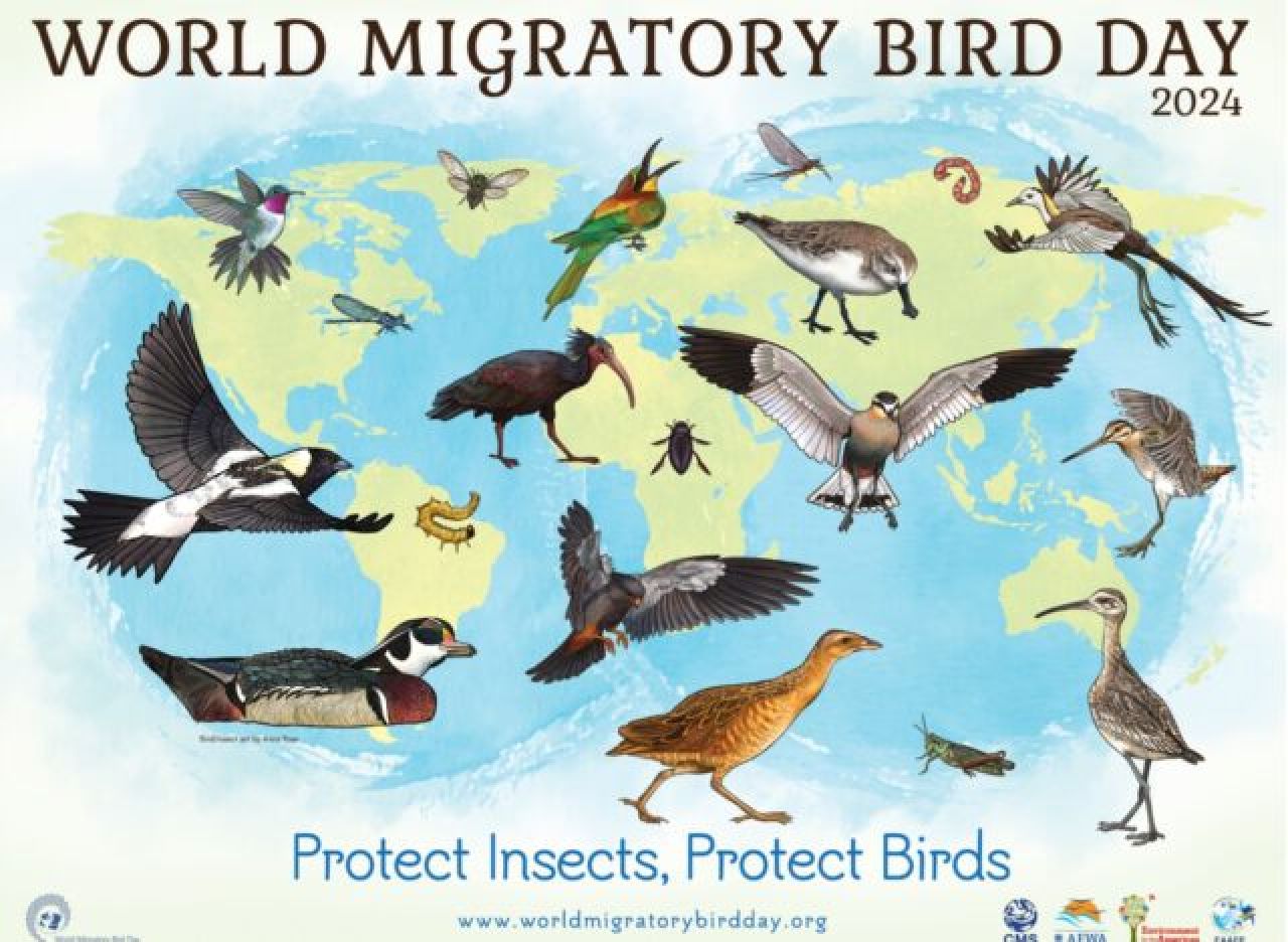 World Migratory Bird Day
