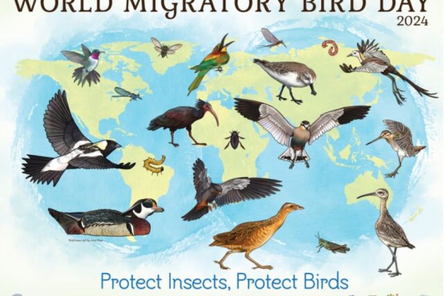 World Migratory Bird Day