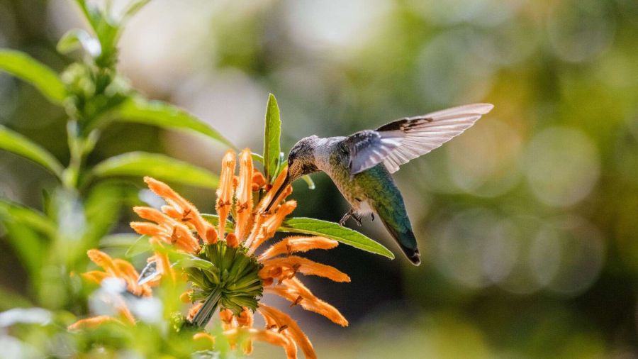 Colibrì in città