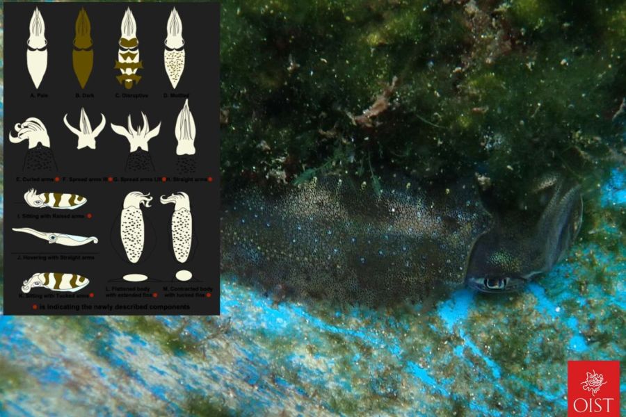 L'ingegnoso mimetismo del calamaro di Lesson, che sta conquistando il Mediterraneo