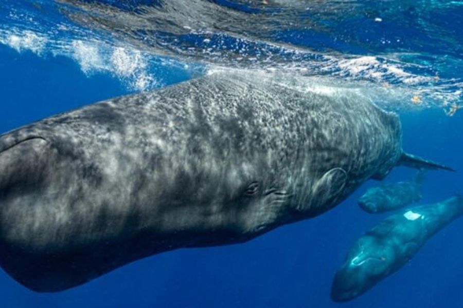 Il misterioso alfabeto dei capodogli. Come decodificare un linguaggio alieno