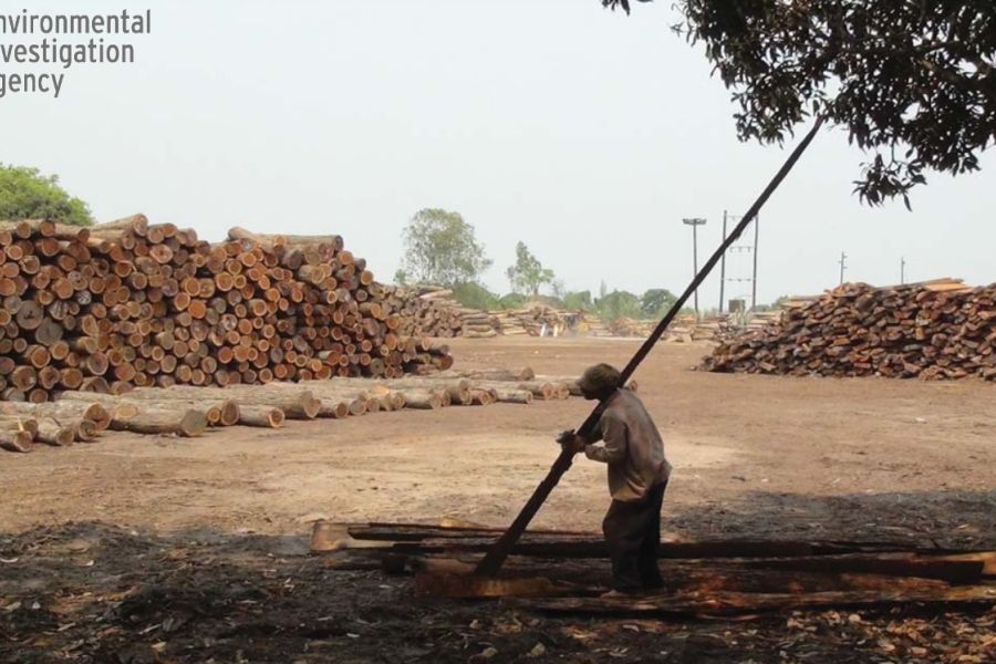 Il traffico illegale di legname dal Mozambico alla Cina finanzia l’insurrezione islamista