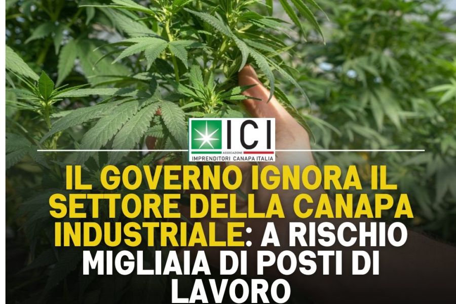 Anche Coldiretti contro il Ddl sicurezza: cancella filiera della canapa da mezzo miliardo